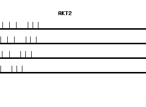 Human AKT2 qPCR primer set (NM_001626)