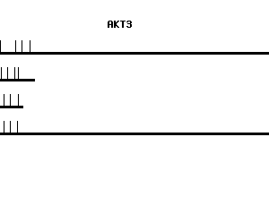 Human AKT3 qPCR primer set (NM_005465)