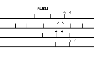 Human ALAS1 qPCR primer set (NM_000688)