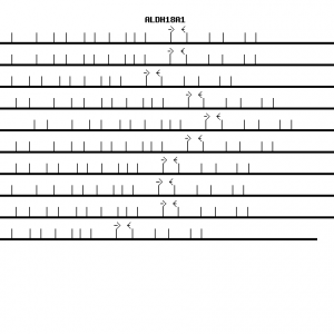 Human ALDH18A1 qPCR primer set (NM_002860)