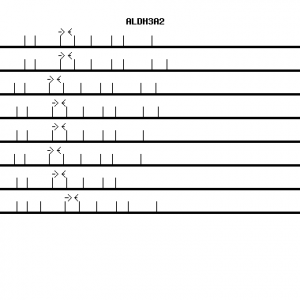 Human ALDH3A2 qPCR primer set (NM_000382)