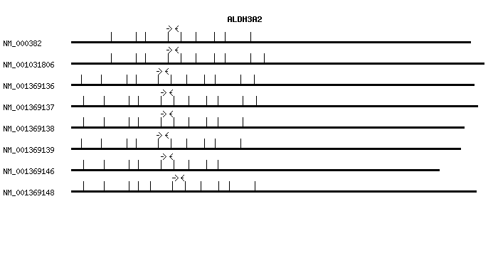 Human ALDH3A2 qPCR primer set (NM_000382)