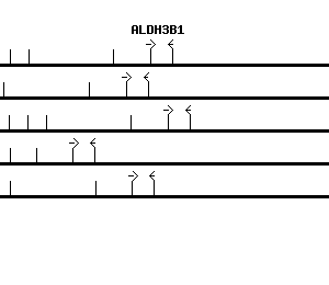 Human ALDH3B1 qPCR primer set (NM_000694)