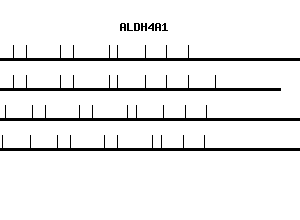Human ALDH4A1 qPCR primer set (NM_003748)
