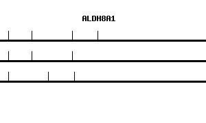 Human ALDH8A1 qPCR primer set (NM_022568)