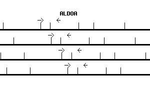 Human ALDOA qPCR primer set (NM_184041)
