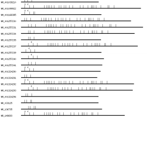 Human ALG13 qPCR primer set (NM_018466)