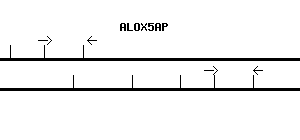 Human ALOX5AP qPCR primer set (NM_001629)