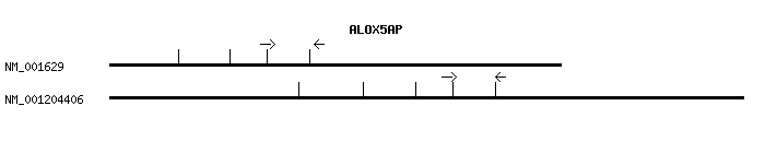 Human ALOX5AP qPCR primer set (NM_001629)