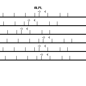 Human ALPL qPCR primer set (NM_000478)