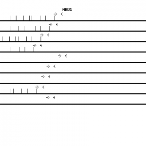 Human AMD1 qPCR primer set (NM_001634)