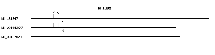 Human AMIGO2 qPCR primer set (NM_181847)