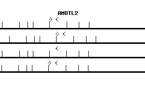 Human AMOTL2 qPCR primer set (NM_016201)