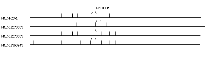 Human AMOTL2 qPCR primer set (NM_016201)
