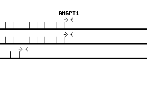 Human ANGPT1 qPCR primer set (NM_001146)