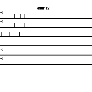 Human ANGPT2 qPCR primer set (NM_001147)