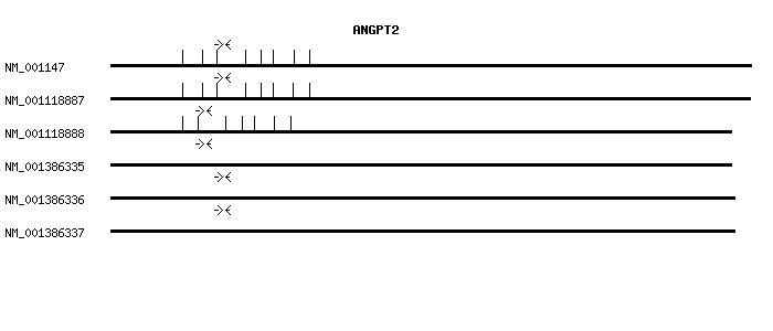 Human ANGPT2 qPCR primer set (NM_001147)