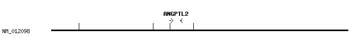 Human ANGPTL2 qPCR primer set (NM_012098)