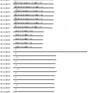 Human ANK2 qPCR primer set (NM_001148)