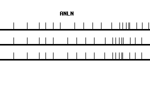Human ANLN qPCR primer set (NM_018685)