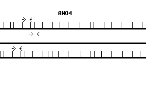 Human ANO4 qPCR primer set (NM_178826)
