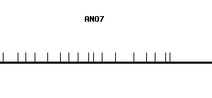 Human ANO7 qPCR primer set (NM_001001666)
