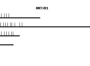 Human ANTXR1 qPCR primer set (NM_018153)