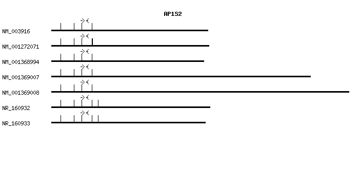 Human AP1S2 qPCR primer set (NM_003916)