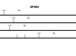 Human APOA1 qPCR primer set (NM_000039)