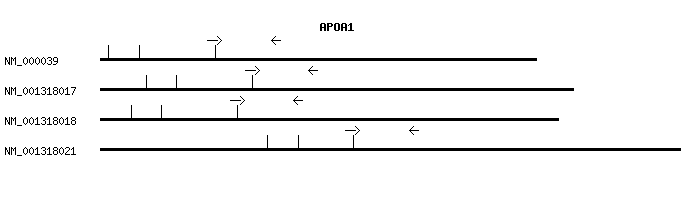 Human APOA1 qPCR primer set (NM_000039)