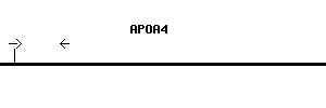 Human APOA4 qPCR primer set (NM_000482)