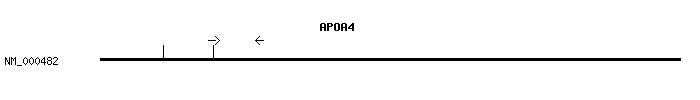 Human APOA4 qPCR primer set (NM_000482)