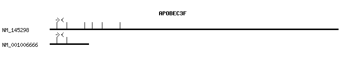 Human APOBEC3F qPCR primer set (NM_145298)