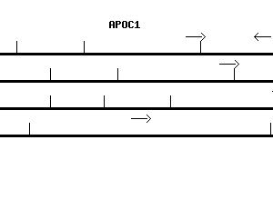 Human APOC1 qPCR primer set (NM_001645)
