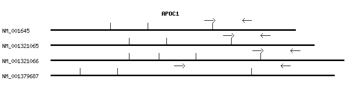 Human APOC1 qPCR primer set (NM_001645)