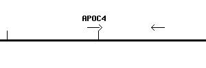 Human APOC4 qPCR primer set (NM_001646)