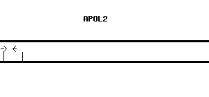 Human APOL2 qPCR primer set (NM_030882)