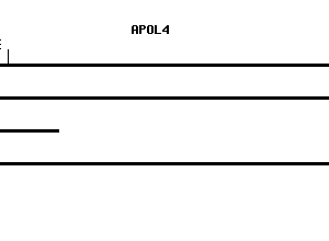 Human APOL4 qPCR primer set (NM_030643)