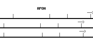 Human APOM qPCR primer set (NM_019101)