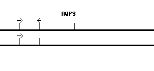 Human AQP3 qPCR primer set (NM_004925)