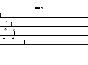 Human ARF1 qPCR primer set (NM_001658)