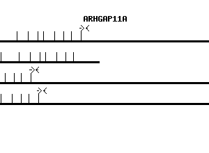 Human ARHGAP11A qPCR primer set (NM_014783)