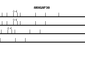 Human ARHGAP30 qPCR primer set (NM_181720)