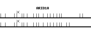 Human ARID1A qPCR primer set (NM_006015)