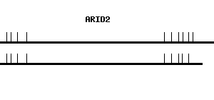Human ARID2 qPCR primer set (NM_152641)
