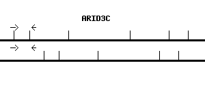 Human ARID3C qPCR primer set (NM_001017363)
