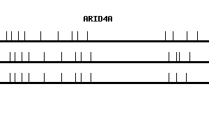 Human ARID4A qPCR primer set (NM_002892)