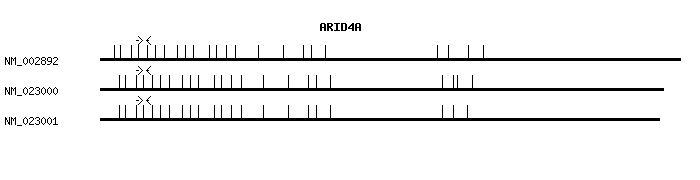 Human ARID4A qPCR primer set (NM_002892)