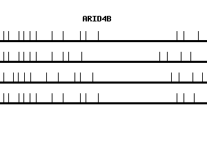 Human ARID4B qPCR primer set (NM_016374)