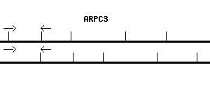 Human ARPC3 qPCR primer set (NM_001278556)